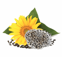 YOGA Cold Press Sunflower Cattle Feed